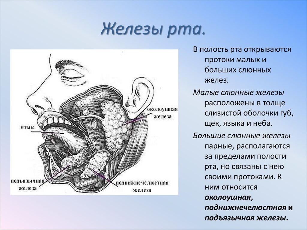 Околоушная слюна. Пищеварительная система человека ротовая полость слюнные железы. Выводной проток подчелюстной слюнной железы анатомия. Проток околоушной железы анатомия. Сосочек протока околоушной железы латынь.