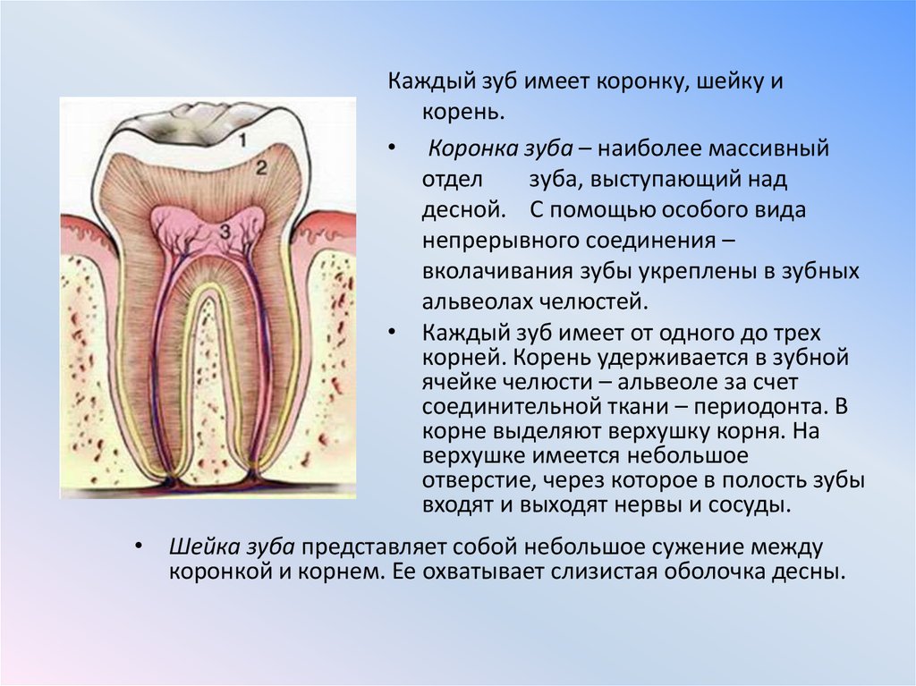 Как называются корни зубов