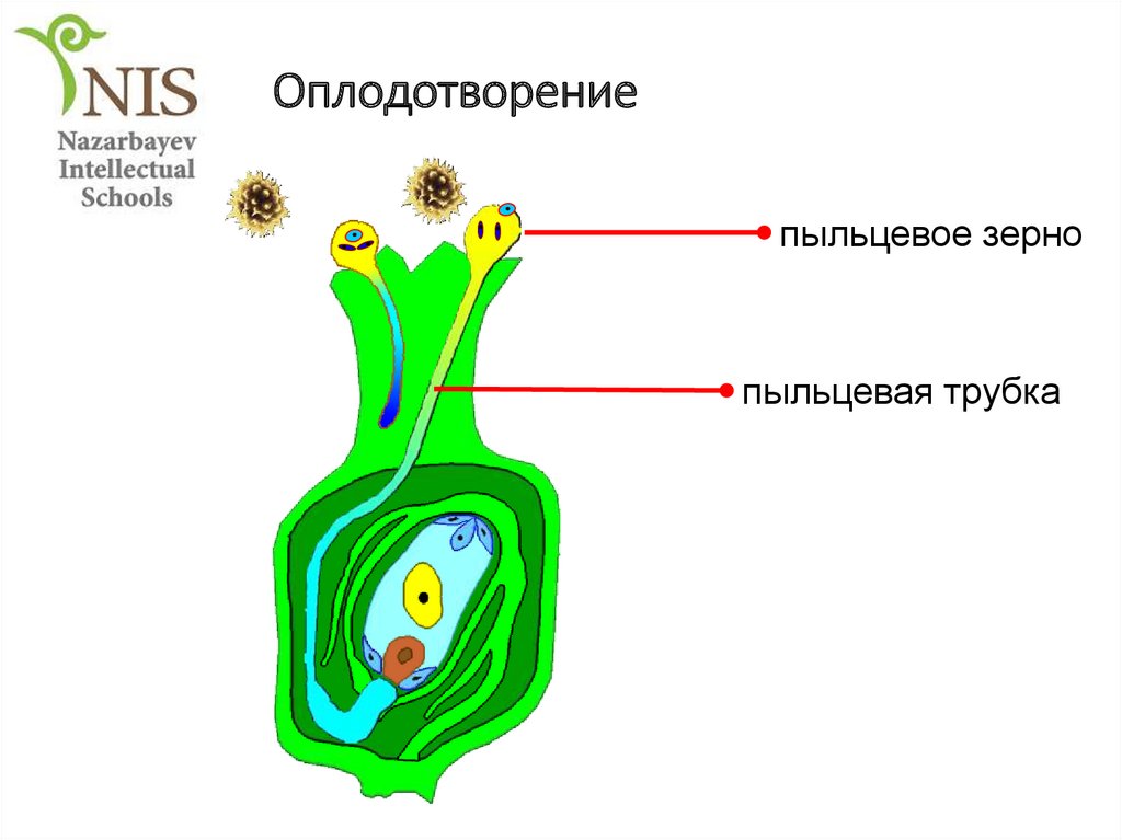 Значение оплодотворения. Схема двойного оплодотворения. Двойное оплодотворение рисунок. Строение цветка двойное оплодотворение. Двойное оплодотворение 6 класс.