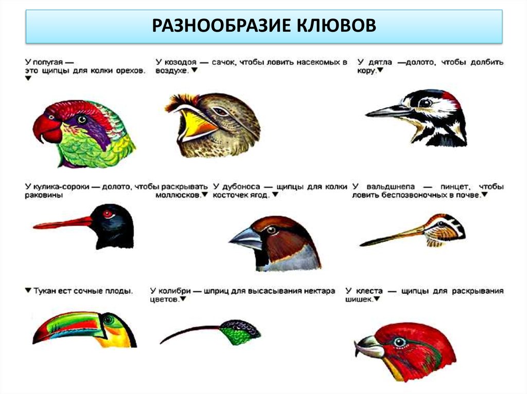 Изо 2 класс птицы в лесу презентация 2 класс