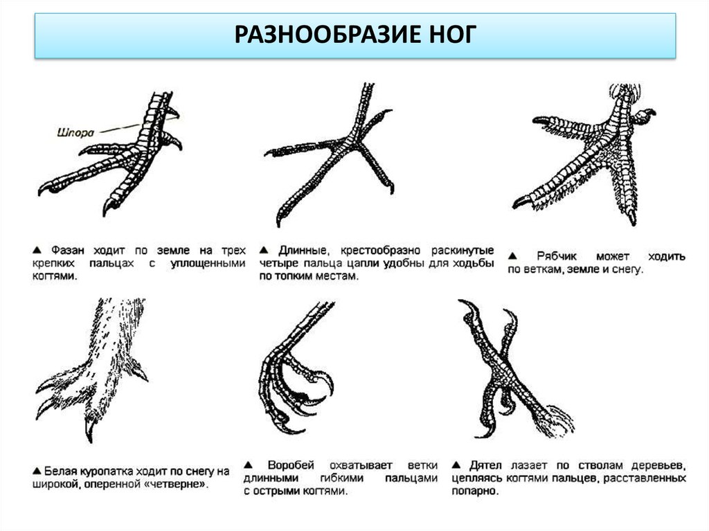 Ноги птиц. Конечности птиц. Строение ноги птицы. Задние конечности птиц. Строение конечностей птиц.