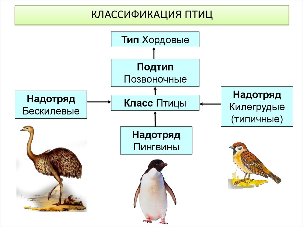 Костные птицы примеры. Классификация килегрудых птиц. Классификация птиц по типу пищи. Класс птицы систематика. Килегрудые птицы характеристика.
