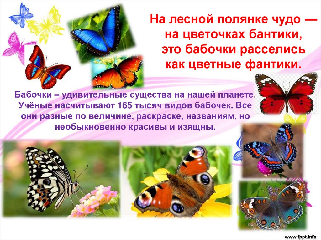 День изучения бабочки. День бабочек. 19 Июня день бабочек. Презентация бабочки для дошкольников. Бабочки для презентации.