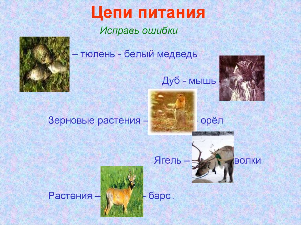 Покажи 1 из цепей питания характерную. Схема цепи питания в тайге. Цепь питания животных в тайге. Пищевая цепь тайги схема. Схема питания тайги.