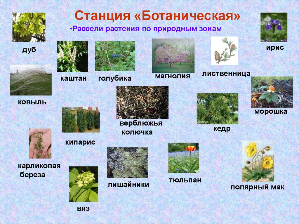 Примеры растений в разных природных зонах