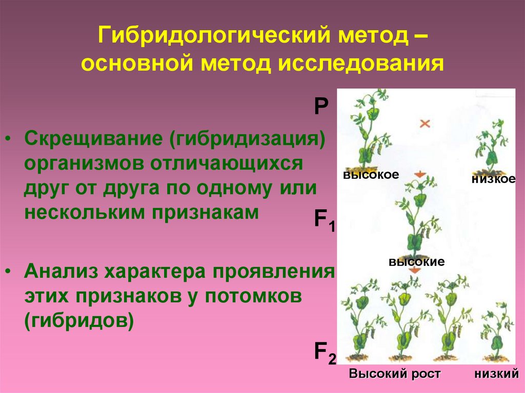 Гибридологический метод