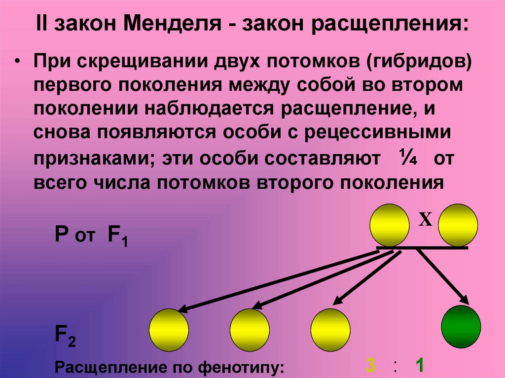 Соотношение расщепления во втором поколении. Закон расщепления признаков во 2 поколении. Второй закон Менделя схема расщепления. Второй закон Менделя биология. Второй закон Менделя правило расщепления гибридов f2.