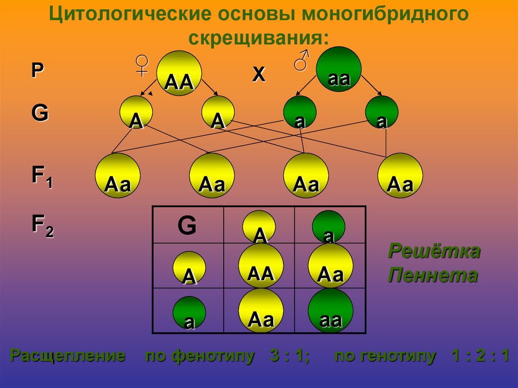 Цитологические основы дигибридного скрещивания схема. Моногибридное и дигибридное. Рис 77 цитологические основы моногибридного скрещивания. Решетка Пеннета дигибридное скрещивание.
