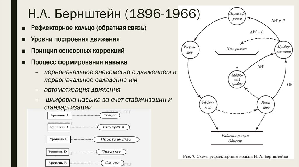 Основные принципы и общая схема организации произвольных движений