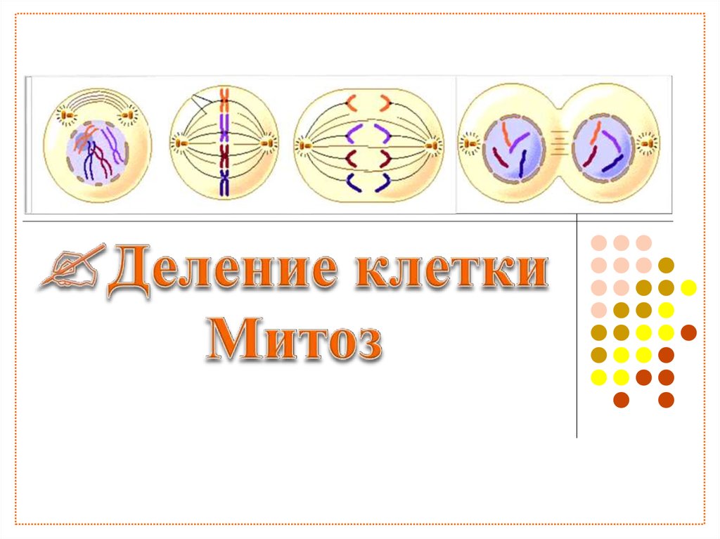 Деление клетки схема