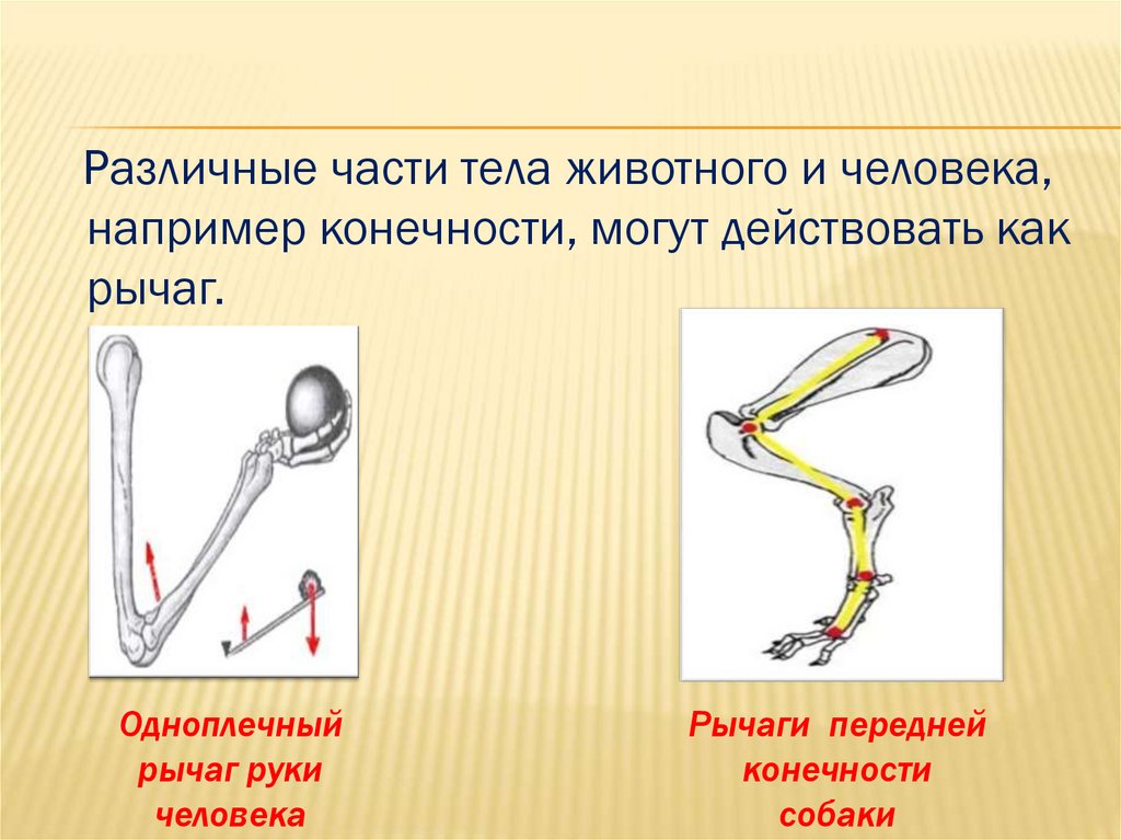 Презентация на тему рычаги в теле человека