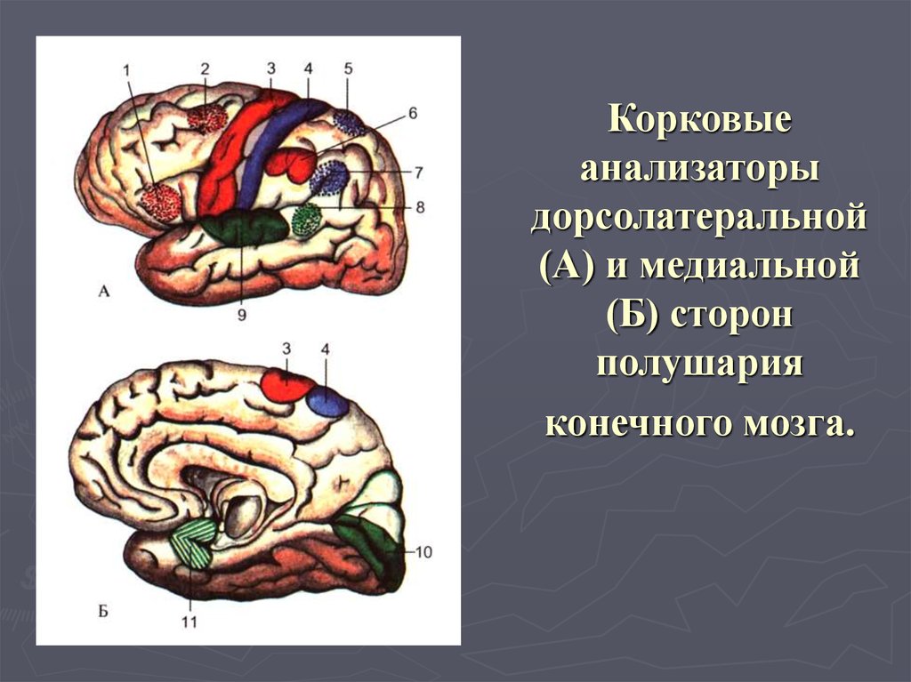 Анализаторы мозга. Корковые концы анализаторов головного мозга. Корковый конец кожного анализатора. Корковый отдел кожного анализатора. Корковый отдел анализаторов физиология.