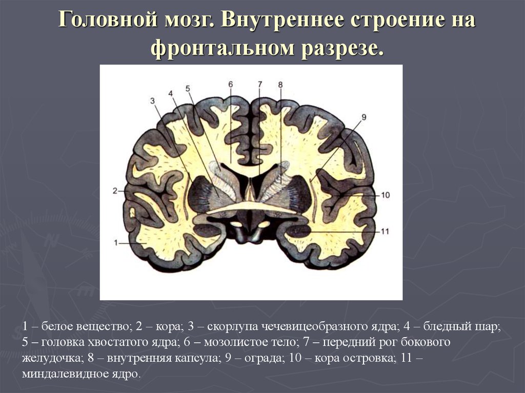 Поперечный разрез головного мозга рисунок с подписями