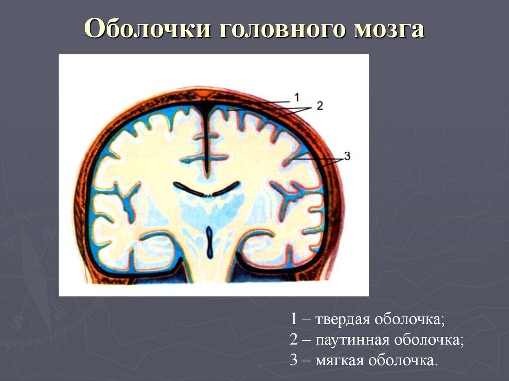 Грыжа мозговых оболочек латынь. Мозговые оболочки головного мозга топографическая анатомия. Клиническая анатомия оболочек головного мозга. Оболочки головного мозга рисунок. Оболочки конечного мозга.