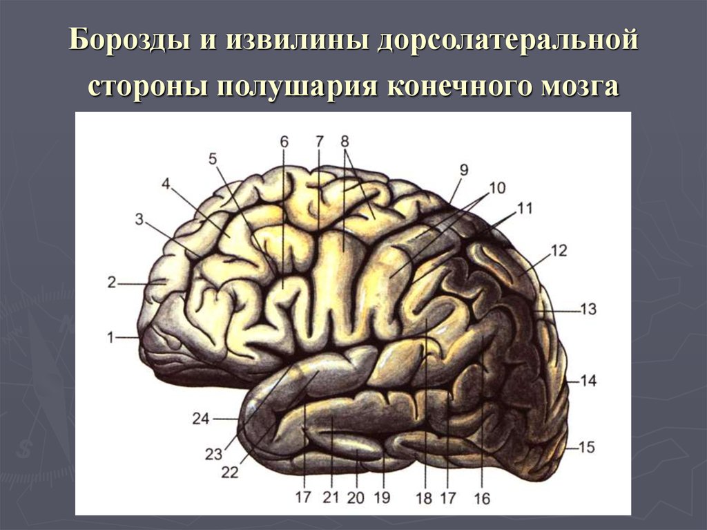 Конечный мозг. Конечный мозг доли борозды извилины. Конечный мозг: его доли, борозды и извилины полушарий мозга.. Верхнелатеральная поверхность конечного мозга. Борозды дорсолатеральной поверхности полушария.