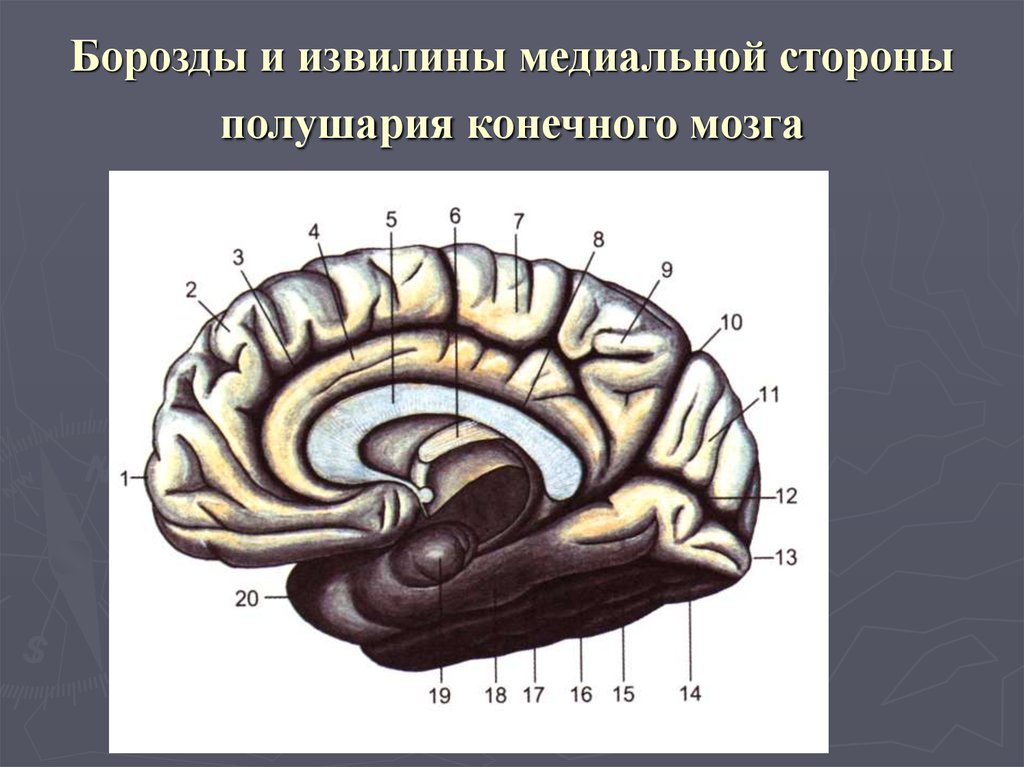 Медиальная поверхность мозга. Медиальная поверхность полушария конечного мозга. Конечный мозг анатомия медиальная поверхность. Борозды на медиальной поверхности полушарий большого мозга. Конечный мозг борозды и извилины.