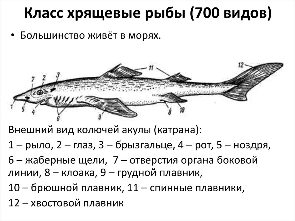 Особенности хрящевых рыб