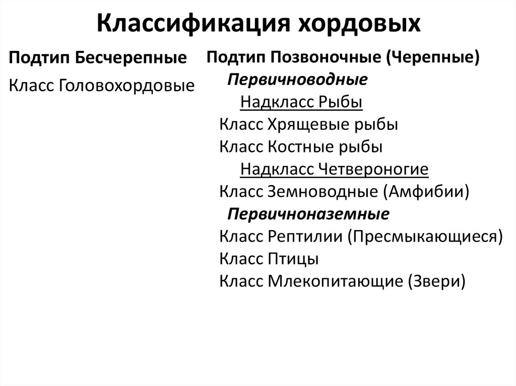 Тип хордовые подтипы бесчерепные и черепные или позвоночные 7 класс презентация