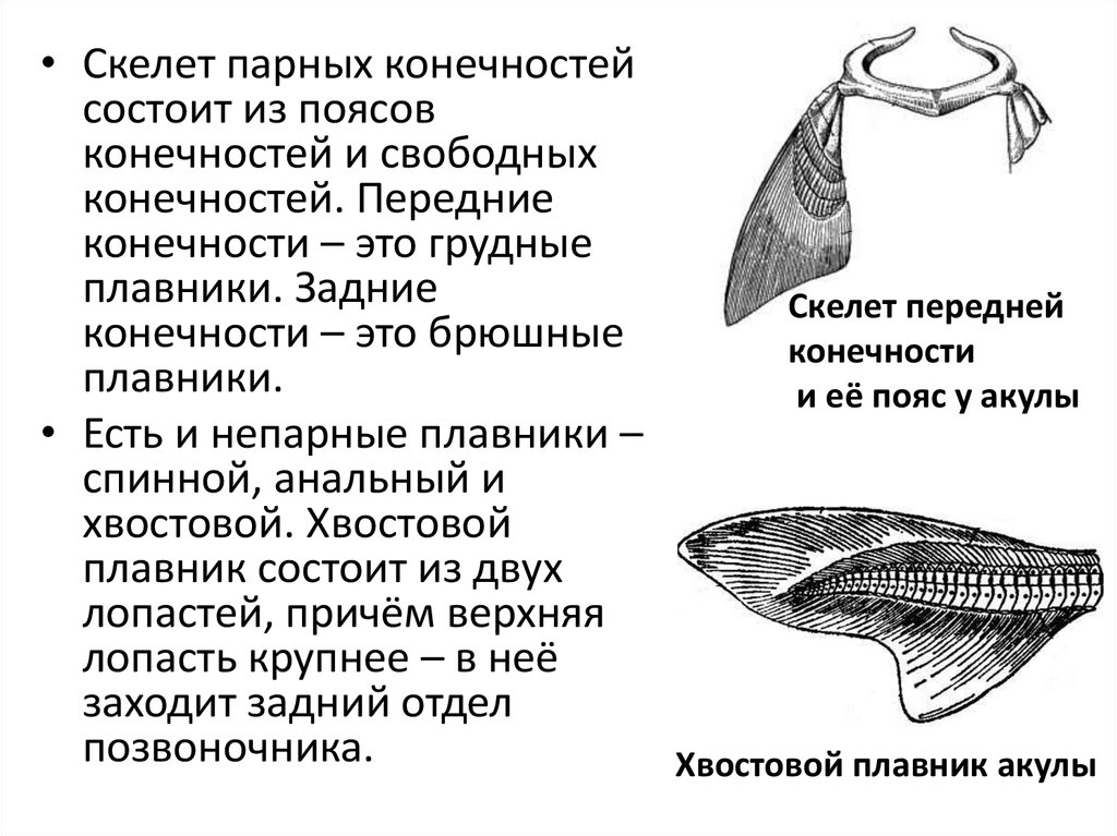 В поясе передних конечностей ключицы отсутствуют у