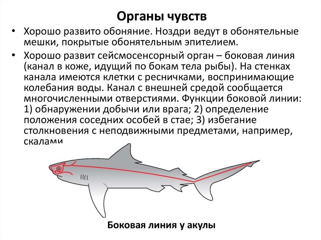 Функция органа боковой линии рыб. Сейсмосенсорные органы. Имеется боковая линия. Боковая линия у акул. Боковая линия у рыб.
