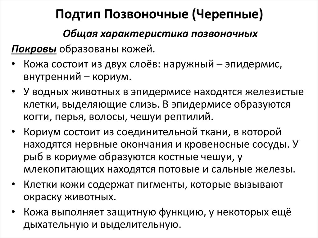 Подтип позвоночные картинки