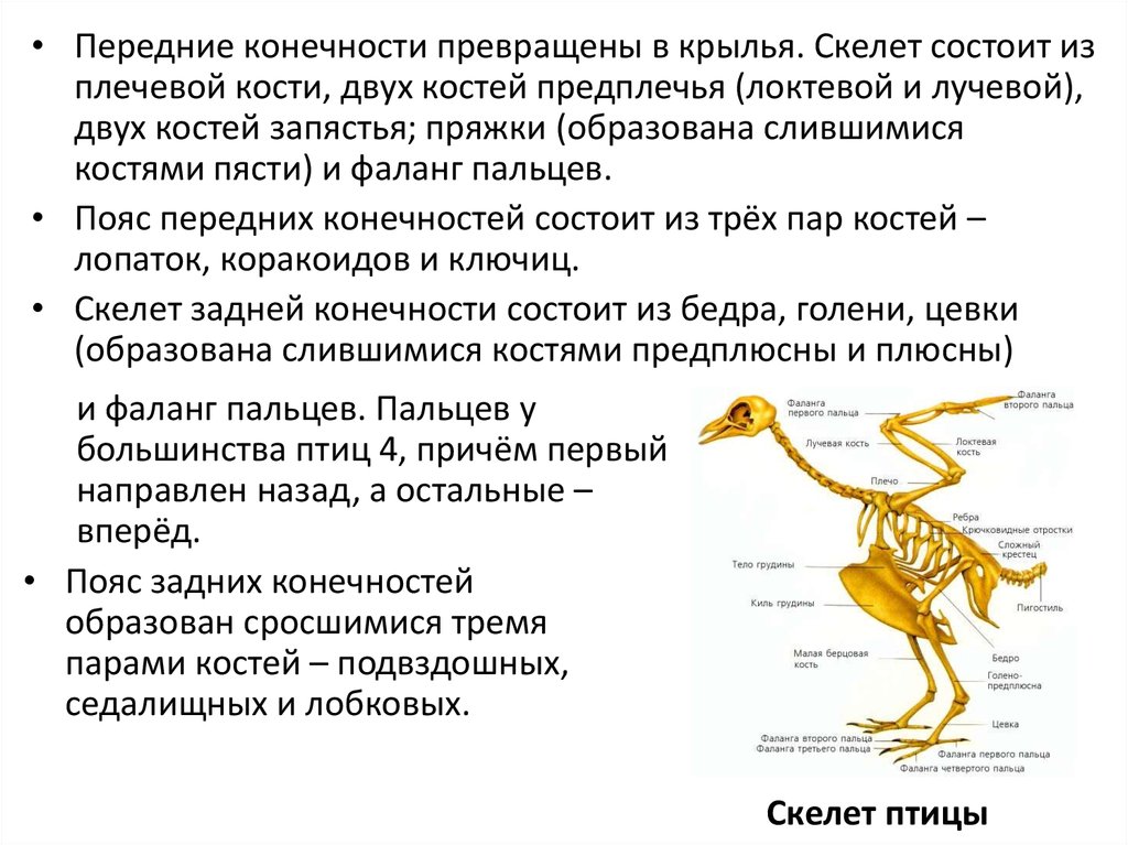 Таблица особенности скелета птиц
