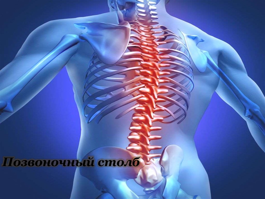 Позвоночный столб