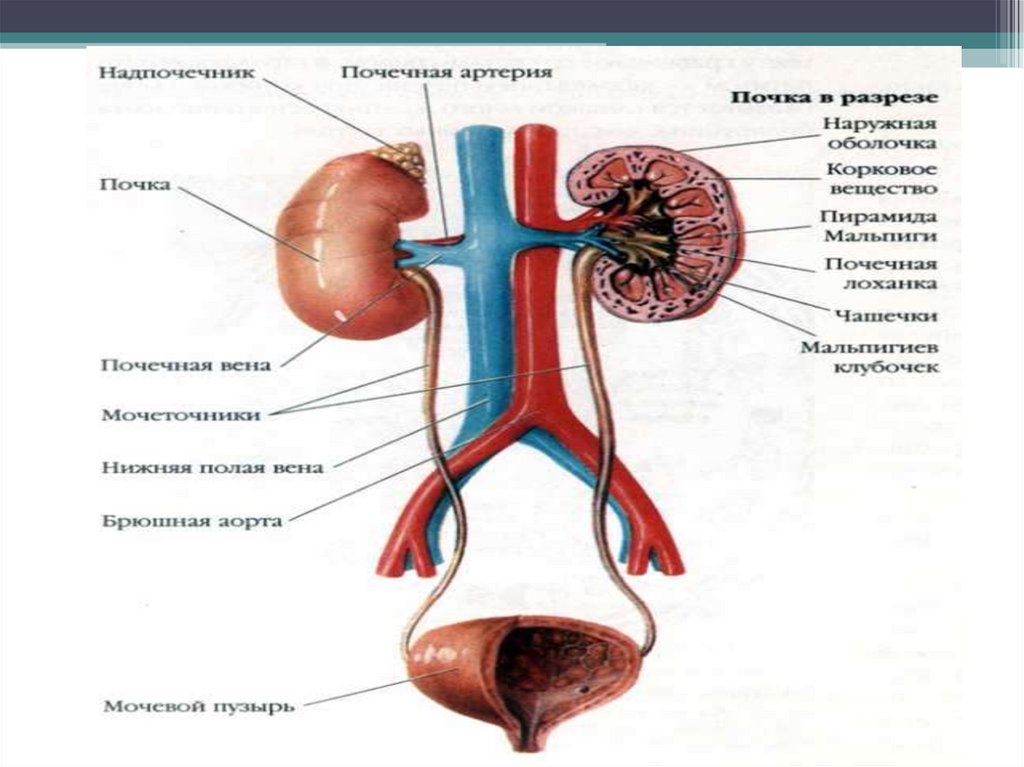 Мочевые органы мужчины. Мочевыделительная система человека. Мужская мочевыделительная система анатомия. Схема мочеполовой системы у мужчин. Строение мочеполовой системы мужчины в картинках.