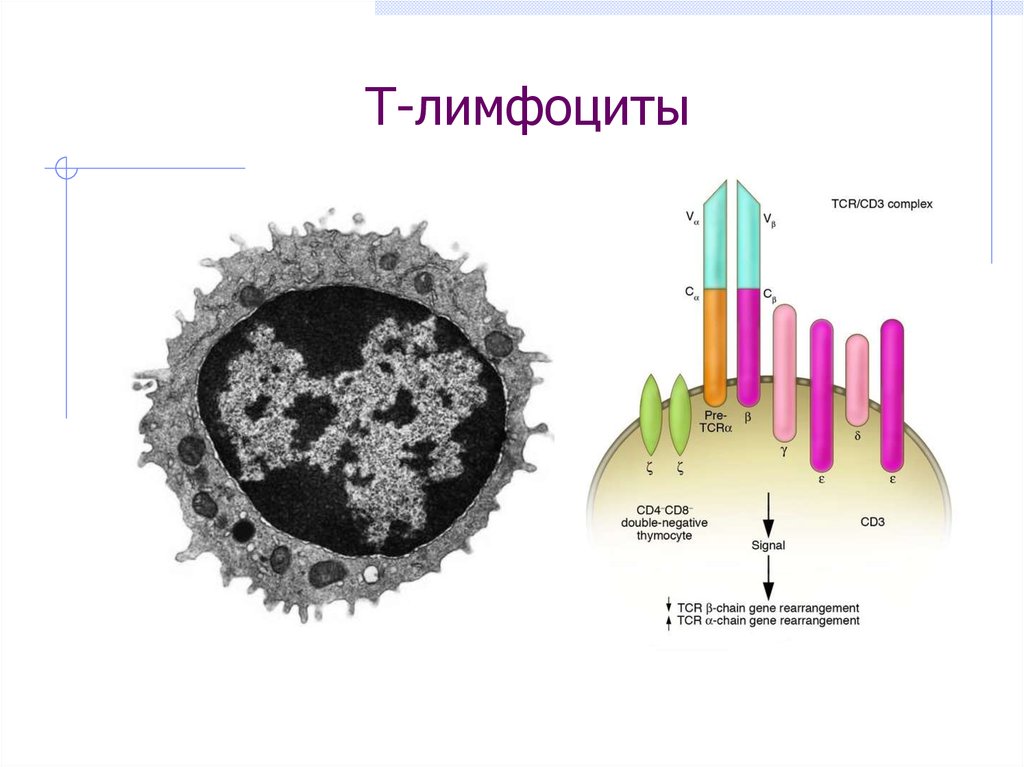 CD антигены. Презентация антигена в периферических лимфоидных органах.