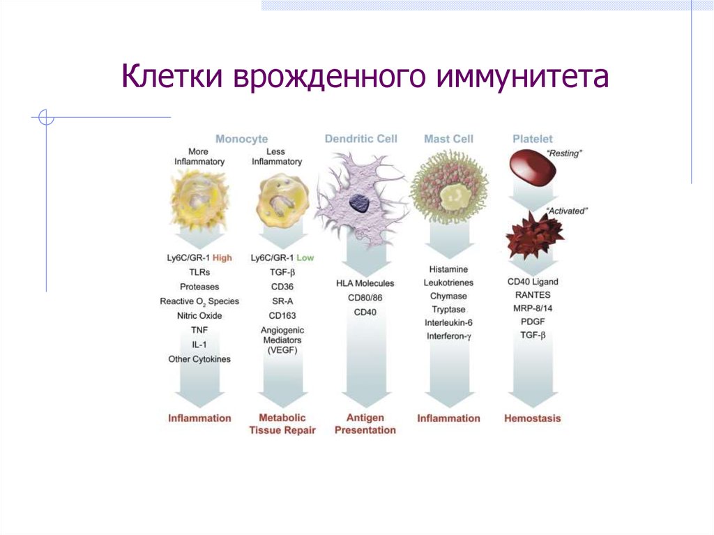 Основные иммунные клетки. Врожденный иммунитет типы клеток. Клетки, реализующие врожденный иммунитет. Клетки врожденного иммунитета и их функции. Врожденный клеточный иммунитет клетки.