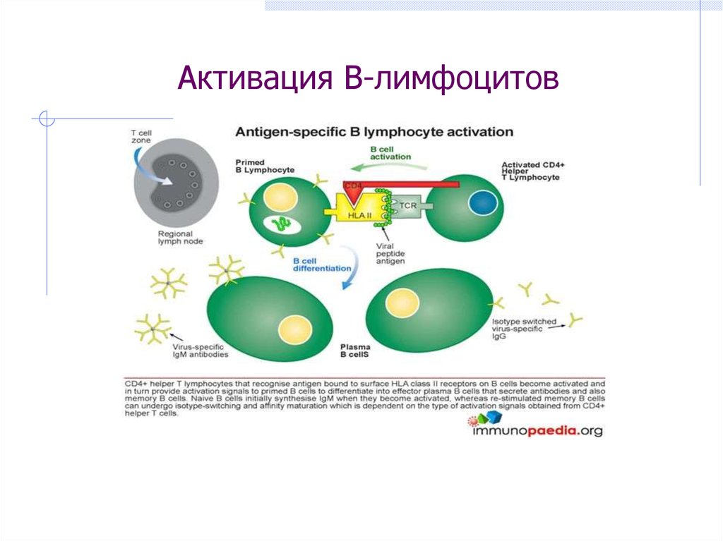 Лимфоциты структура. Активация в лимфоцитов. B лимфоциты строение. Активация и пролиферация в-лимфоцитов. B лимфоциты схема.