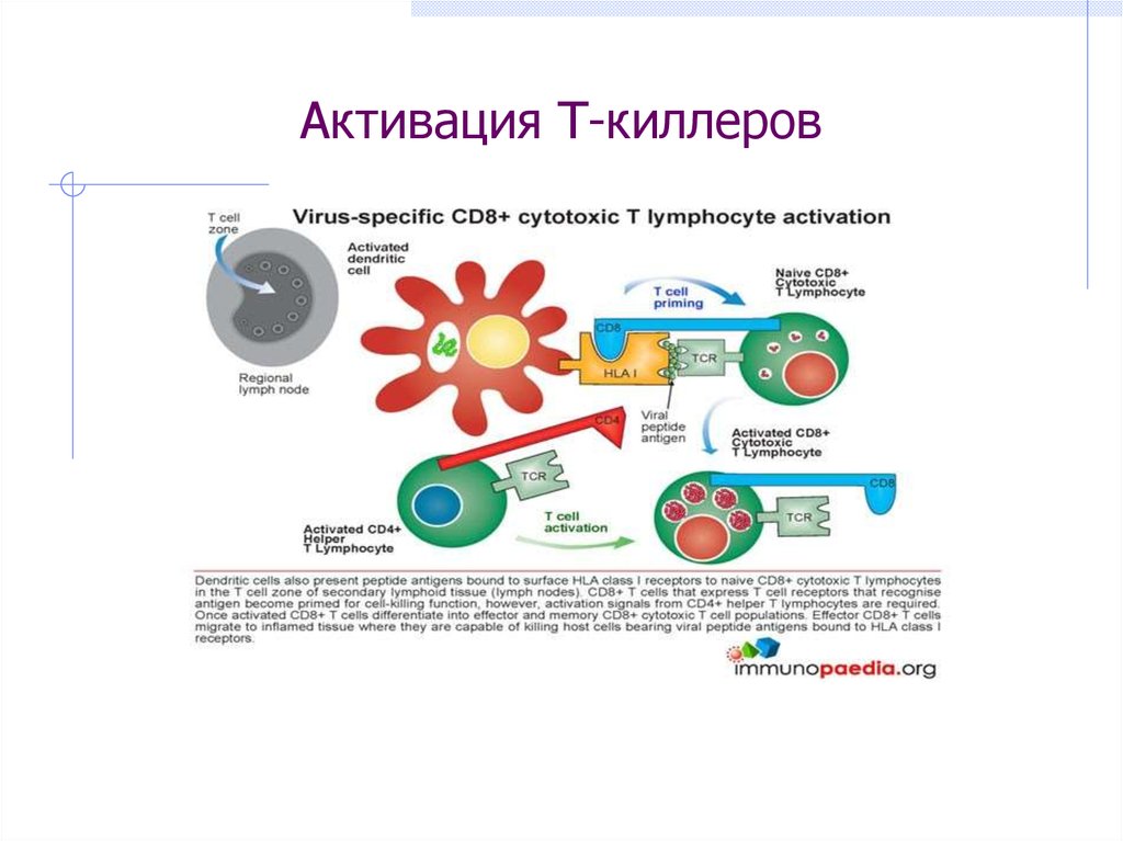 Т киллеры. Т хелперы активируют т киллеры. Т киллеры механизм действия. Т-киллеры функции. Активация т киллеров схема.