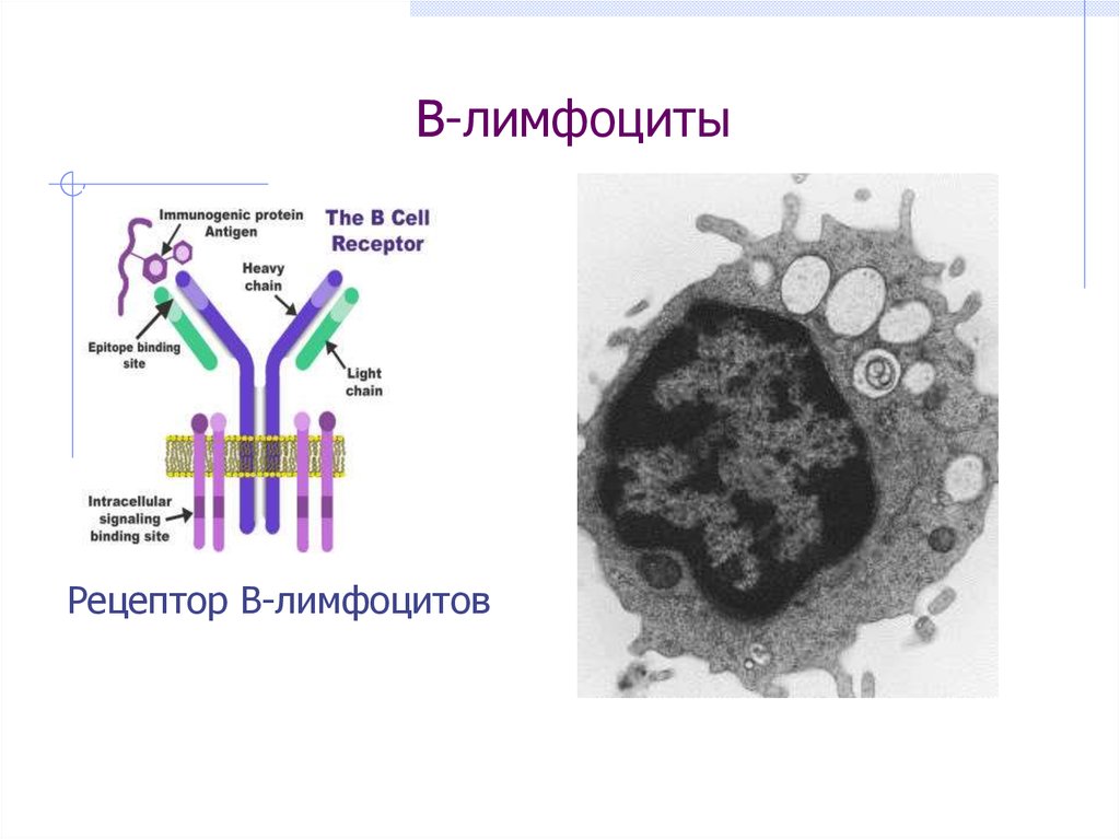 Лимфоциты структура. Т лимфоциты строение. Лимфоциты строение. Строение б лимфоцитов. B лимфоциты строение.
