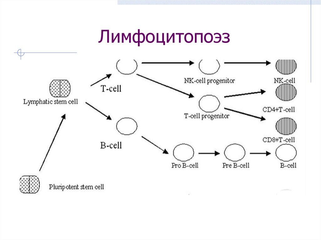 Онтогенез лимфоцитов схема