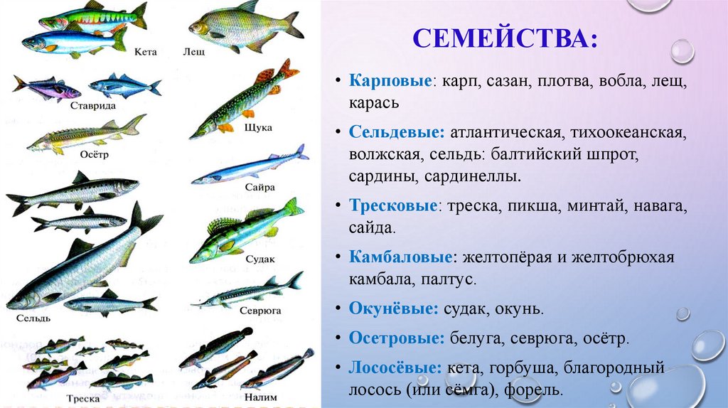 Морская рыба список для еды