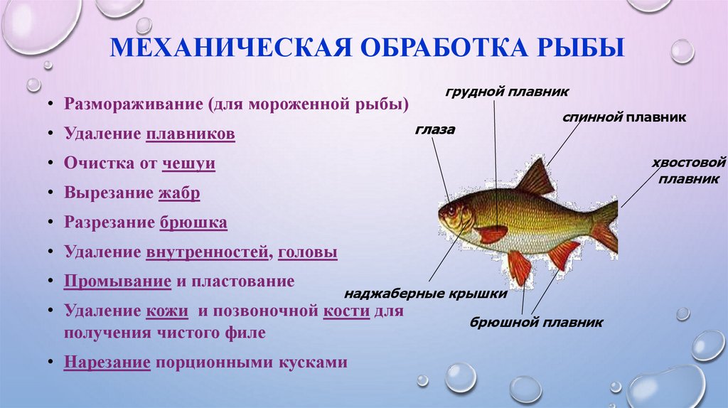 Организация обработки рыбы. Механическая кулинарная обработка рыбы. Последовательность механической кулинарной обработки рыбы. Схема механической обработки рыбы. Механическая кулинарная обработка рыбы кратко.