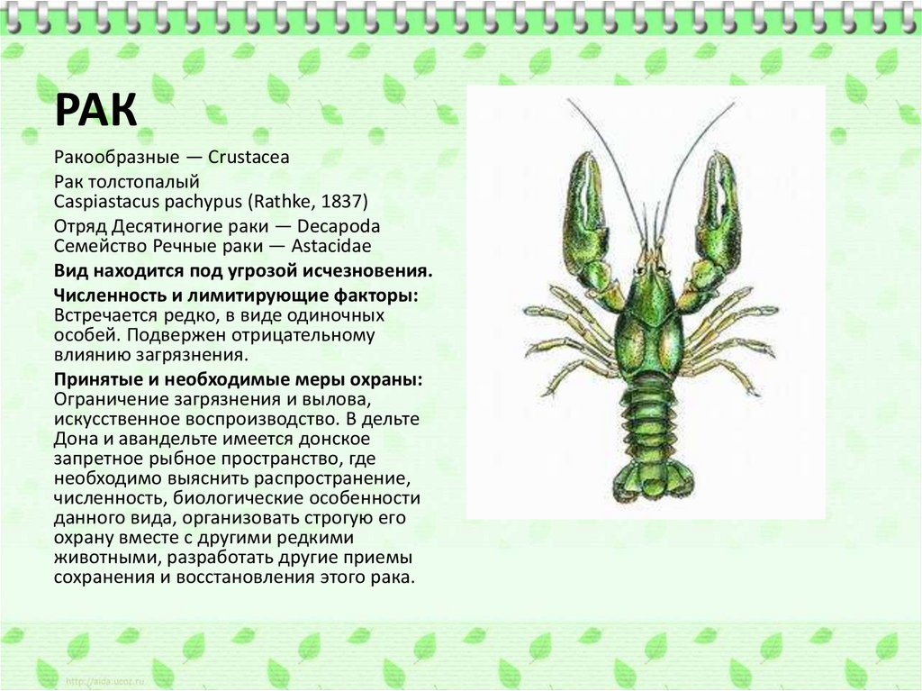 Семейство раковых. Caspiastacus pachypus (Rathke, 1837). Семейства отряда десятиногие. Описание отряда десятиногие ракообразные.