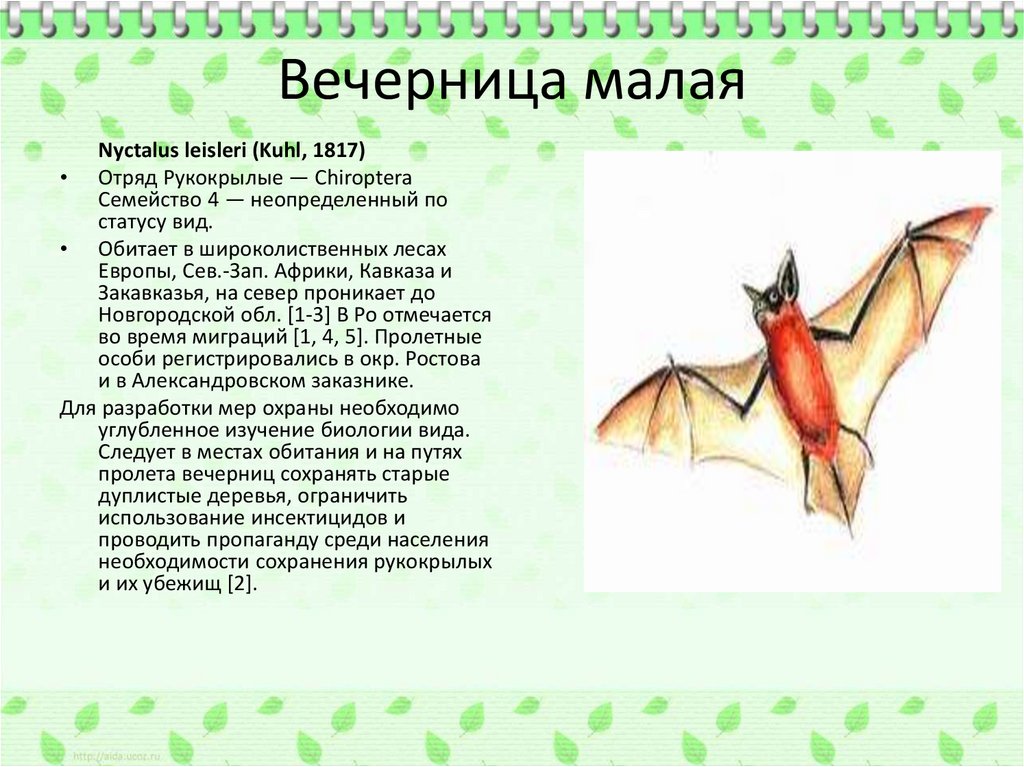 Рыжая вечерница презентация