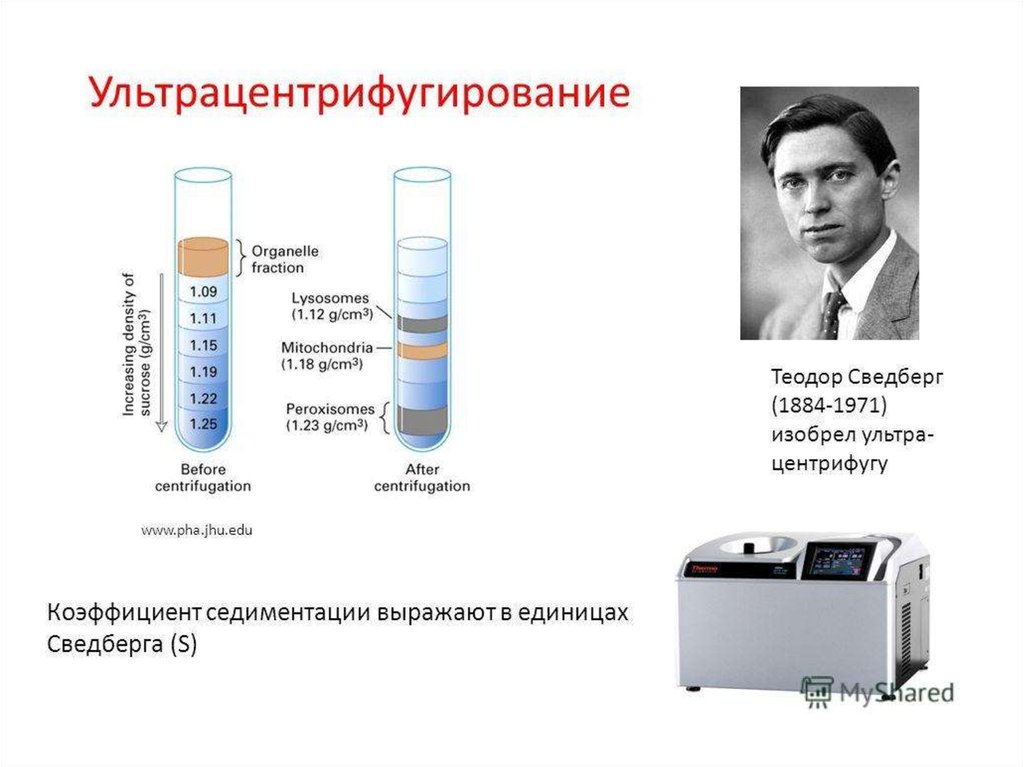 Седиментация белка. Ультрацентрифугирование белков биохимия. Методы биологии центрифугирование. Ультрацентрифугирование метод.