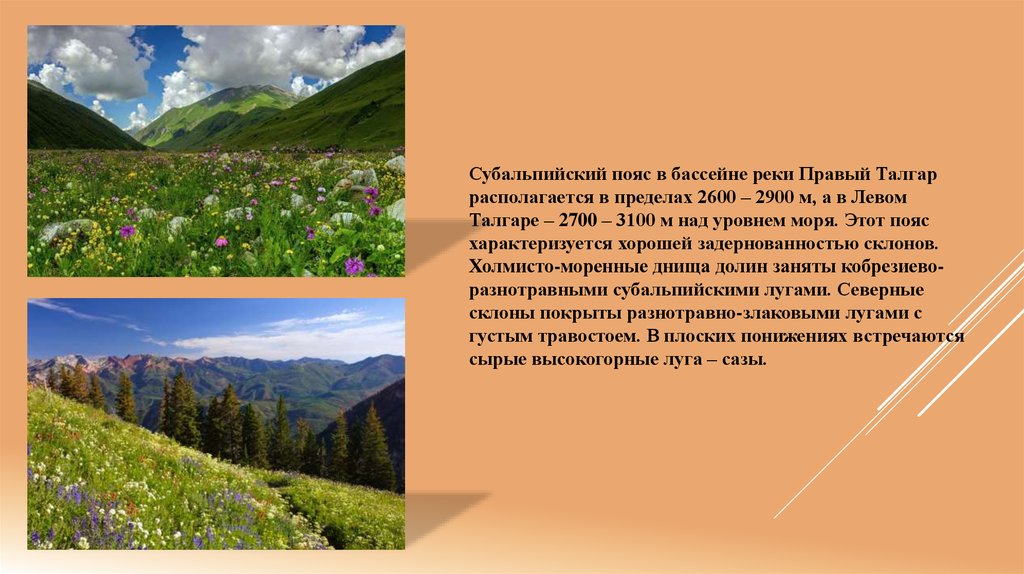На какой высоте расположен субальпийский пояс кавказ. Альпийские, субальпийские Луга почвы. Субальпийские Луга климат. Субальпийский пояс Кавказа. Субальпийский и Альпийский пояса.