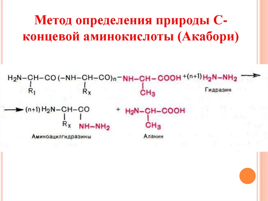 Концевые аминокислоты. N концевая аминокислота. Определение концевых аминокислот. Определение с концевой аминокислоты. Методы выявления аминокислот.