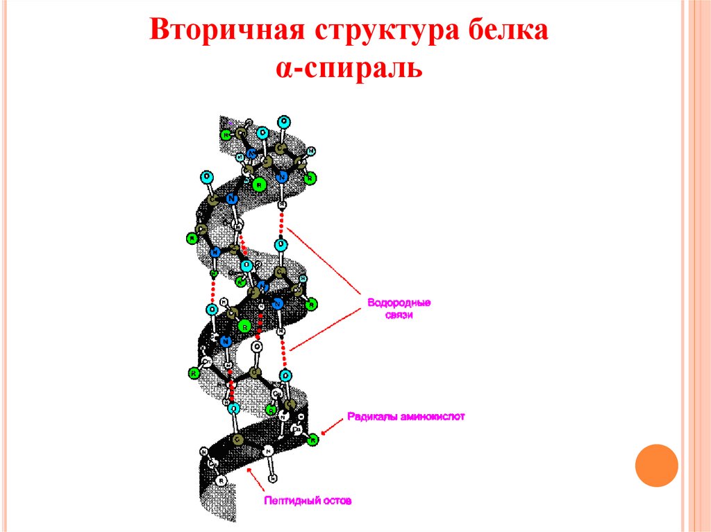 Вторичная структура белков связи. Вторичная структура белка спираль. Вторичная структура белка α-спираль. Вторичная структура белка биохимия. Вторичная спиралевидная структура белка.