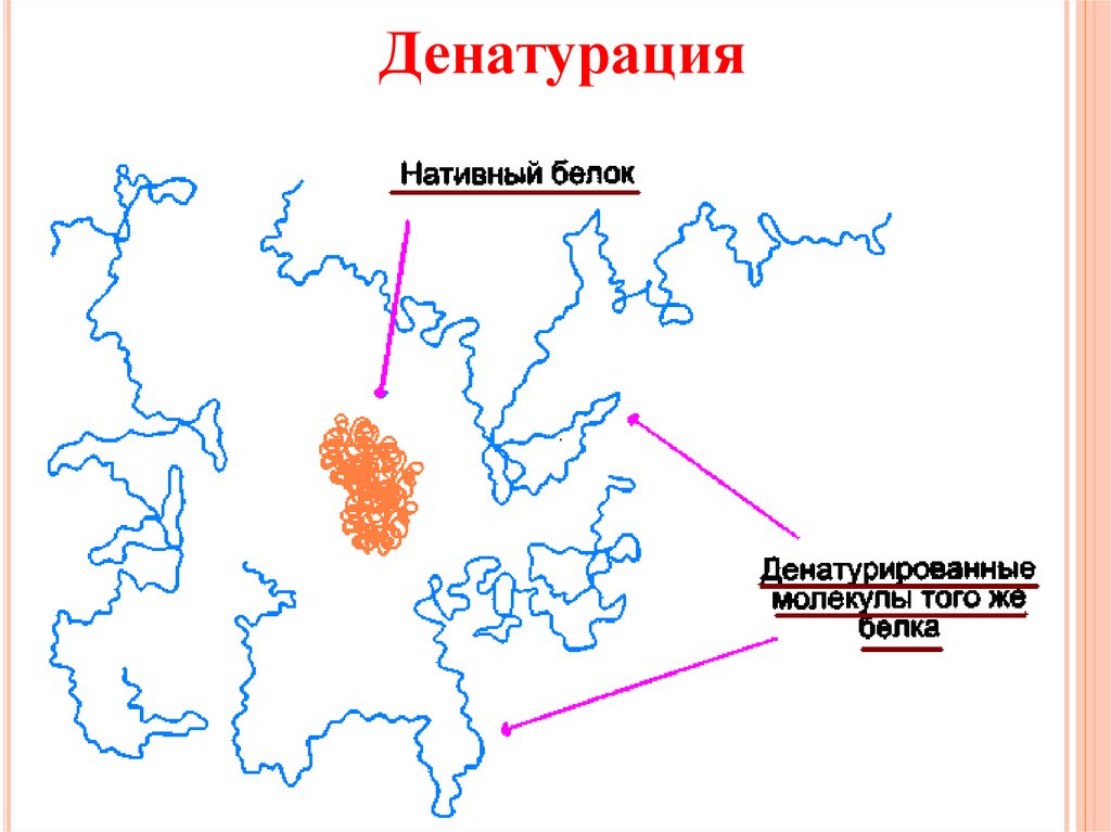 Денатурация белка схема