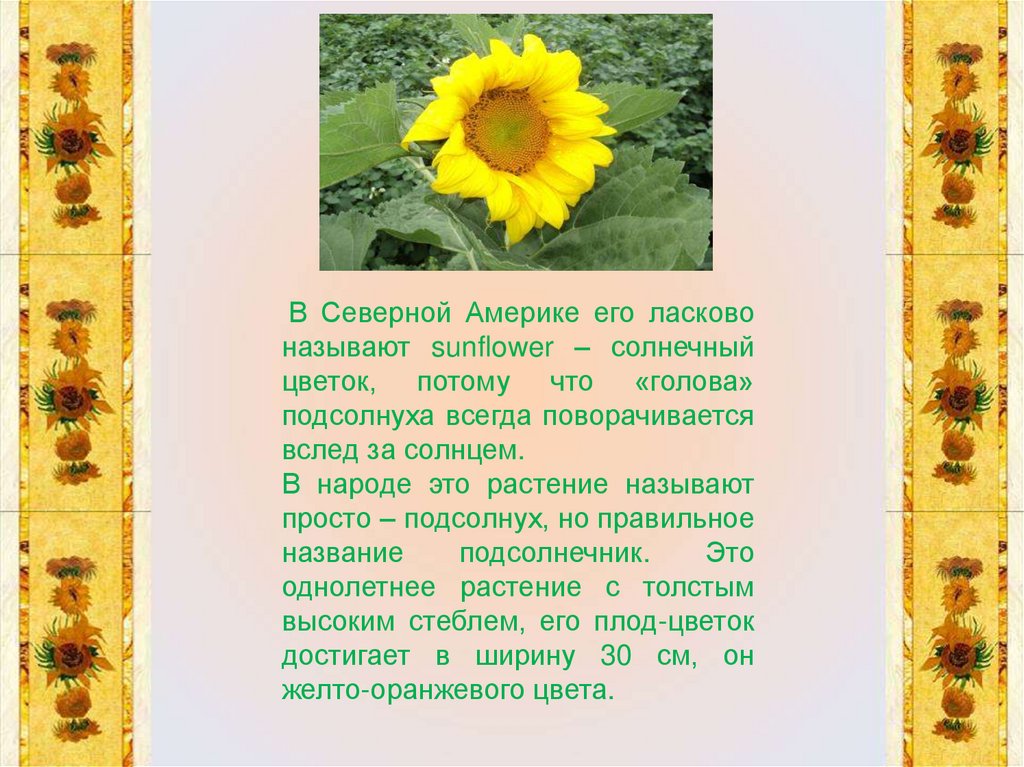 Значение подсолнуха. Рассказать о подсолнухе. Сообщение о подсолнухе. Интересные факты о подсолнухе. Легенда о подсолнухе.