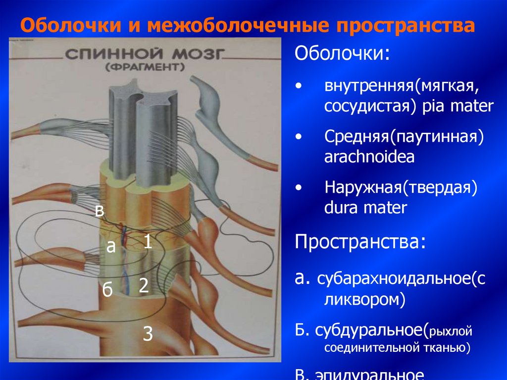 Мягкая оболочка спинного. Спинной мозг оболочки спинного мозга. Оболочки и МЕЖОБОЛОЧЕЧНЫЕ пространства спинного мозга. Спинной мозг окружен тремя оболочками (твердой, паутинной и мягкой).. МЕЖОБОЛОЧЕЧНЫЕ пространства спинного мозга.