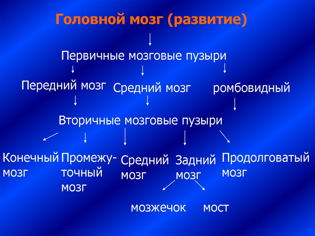 Первичный мозг. Первичные мозговые пузыри. Вторичные мозговые пузыри. Первичные и вторичные мозговые пузыри их производные. Первичный передний мозг.