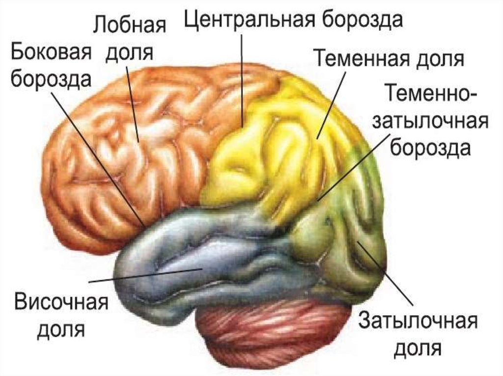 6 долей мозга. Доли и борозды головного мозга. Теменно затылочная борозда головного мозга. Борозды и доли коры больших полушарий. Борозды коры головного мозга.