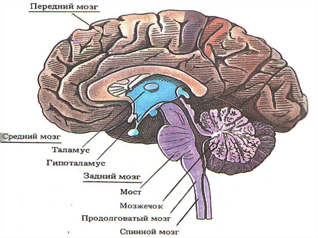 Части мозга названия. Отделы головного мозга продолговатый мозг. Отделы головного мозга передний средний задний. Головной мозг продолговатый средний задний промежуточный. Продолговатый задний средний промежуточный мозг.