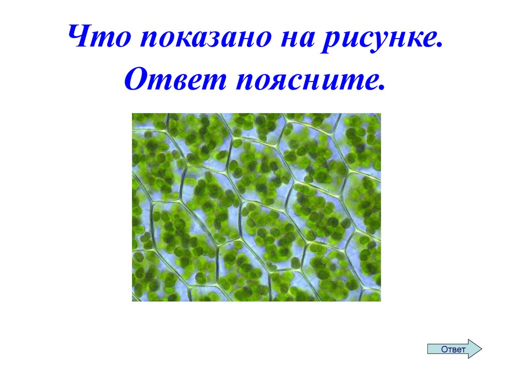 Итоговая игра по истории россии 7 класс презентация