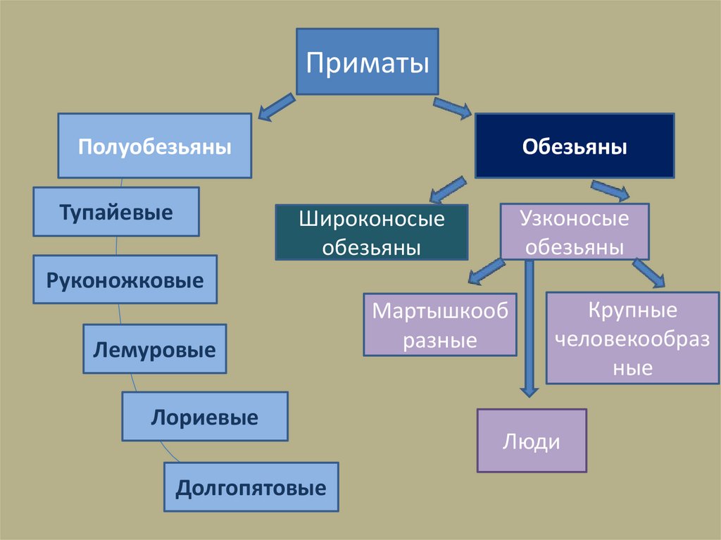 Приматы презентация 7 класс